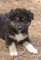 Ranger, a male Australian Shepherd and Siberian Husky for sale in Columbus, WI – Photo 2 of 5