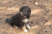 Ranger, a male Australian Shepherd and Siberian Husky for sale in Columbus, WI – Photo 4 of 5