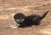 Ranger, a male Australian Shepherd and Siberian Husky for sale in Columbus, WI – Photo 3 of 5