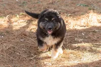 Ranger, a male Australian Shepherd and Siberian Husky for sale in Columbus, WI – Photo 1 of 5