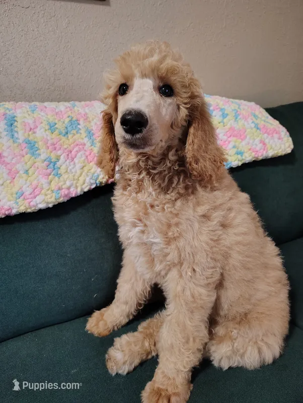 So Pretty!! Apricot Female  – Poodle - Standard  puppy for sale in Webb City, MO