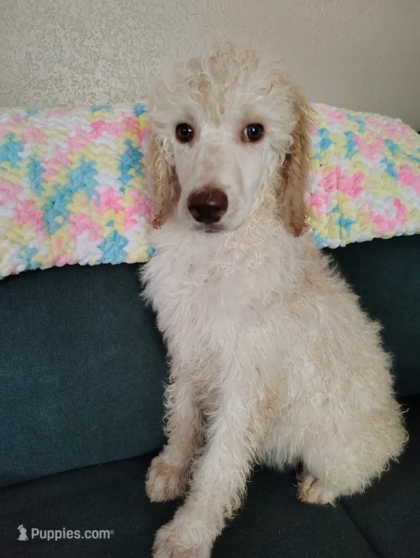Cream girl with apricot ears  – Poodle - Standard  puppy for sale in Webb City, MO