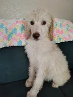 Green eyed Cream girl with apricot ears , a female Poodle - Standard  for sale in Webb City, MO – 2 of 2