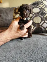 Chocolate Girl, a female Poodle - Standard  for sale in Webb City, MO – Photo 2 of 2