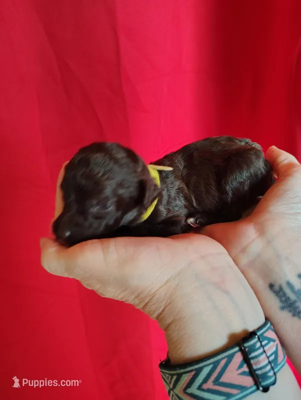 Chocolate Girl – Poodle - Standard  puppy for sale in Webb City, MO