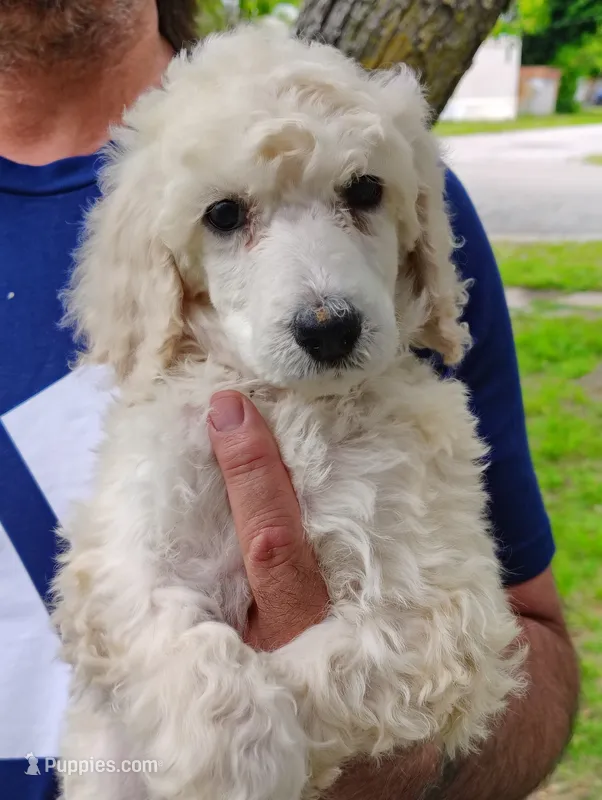 Beautiful White Standard Poodle Female – Poodle - Standard  puppy for sale in Webb City, MO