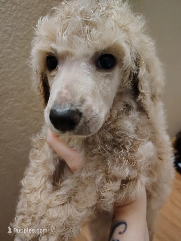Handsome light  iced coffee  – Poodle - Standard  puppy for sale in Webb City, MO
