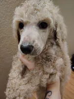 Handsome light  iced coffee , a female Poodle - Standard  for sale in Webb City, MO – 1 of 2