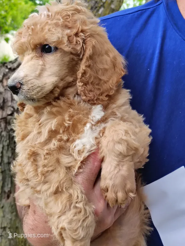 So Pretty!! Light Apricot Female  – Poodle - Standard  puppy for sale in Webb City, MO