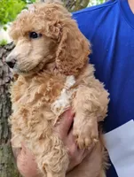 So Pretty!! Light Apricot Female , a female Poodle - Standard  for sale in Webb City, MO – 2 of 2