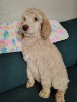 Gorgeous Green eyes Light Apricot Female , a female Poodle - Standard  for sale in Webb City, MO – 2 of 3
