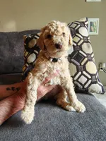Light apricot female , a female Poodle - Standard  for sale in Webb City, MO – Photo 2 of 3