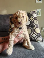 Light apricot female , a female Poodle - Standard  for sale in Webb City, MO – Photo 3 of 3