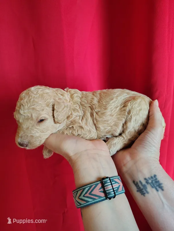 Light apricot female  – Poodle - Standard  puppy for sale in Webb City, MO