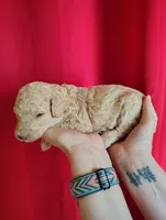 Light apricot female , a female Poodle - Standard  for sale in Webb City, MO – Photo 1 of 3