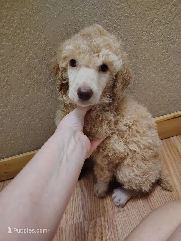 Light apricot female  – Poodle - Standard  puppy for sale in Webb City, MO