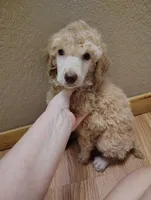Light apricot female with green eyes , a female Poodle - Standard  for sale in Webb City, MO – 1 of 1