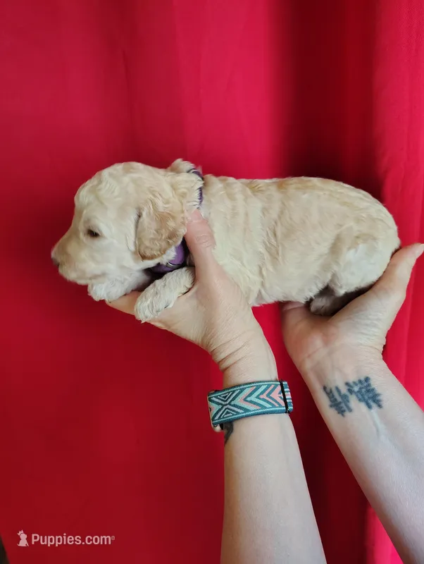 Cream Girl – Poodle - Standard  puppy for sale in Webb City, MO