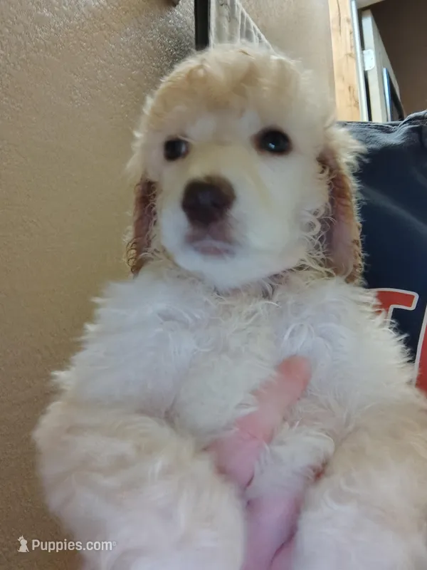 Cream Girl – Poodle - Standard  puppy for sale in Webb City, MO