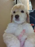 Cream Girl with apricot ears , a female Poodle - Standard  for sale in Webb City, MO – 1 of 1