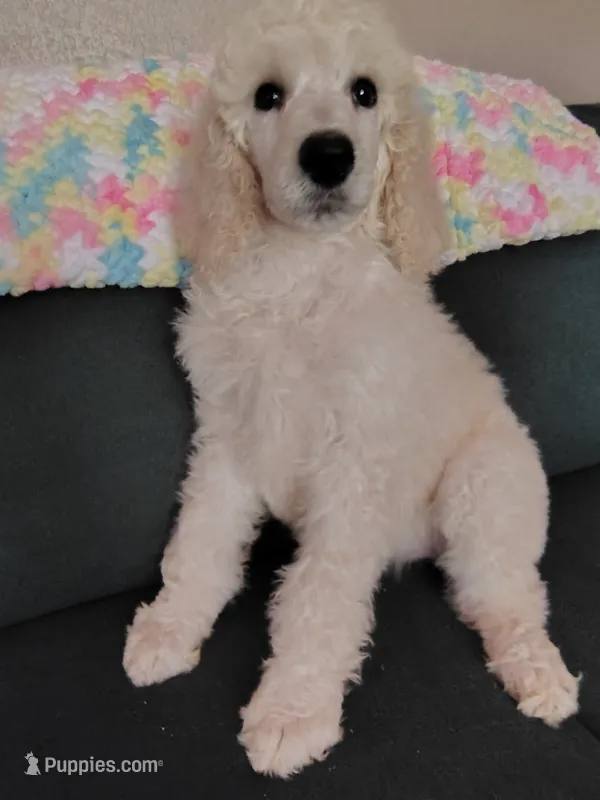 Beautiful White Standard Poodle Female – Poodle - Standard  puppy for sale in Webb City, MO