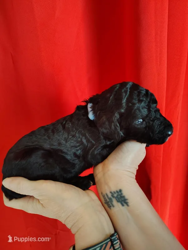 Blue Poodle – Poodle - Standard  puppy for sale in Webb City, MO