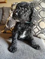 Blue Poodle, a male Poodle - Standard  for sale in Webb City, MO – Photo 2 of 3