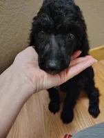 Black Poodle will fade to blue, a male Poodle - Standard  for sale in Webb City, MO – 4 of 4
