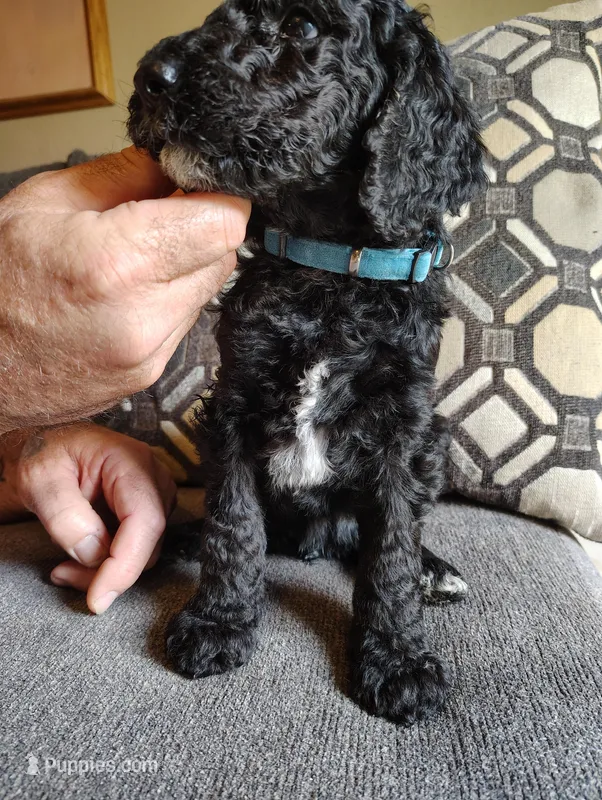 Black Poodle will fade to blue – Poodle - Standard  puppy for sale in Webb City, MO