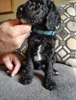 Blue Poodle, a male Poodle - Standard  for sale in Webb City, MO – Photo 3 of 3