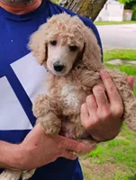 Handsome Cafe au Lait Male, a female Poodle - Standard  for sale in Webb City, MO – 1 of 2