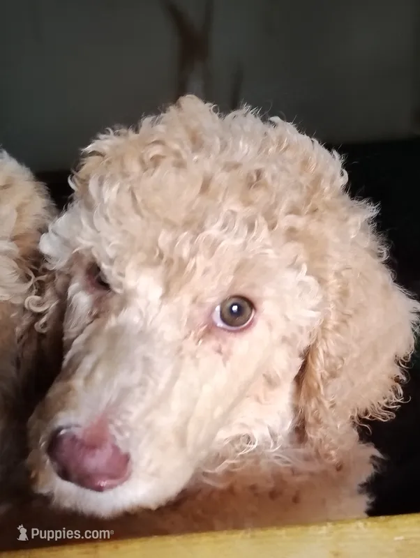 Gorgeous Dark Cream Light Apricot Female  – Poodle - Standard  puppy for sale in Webb City, MO