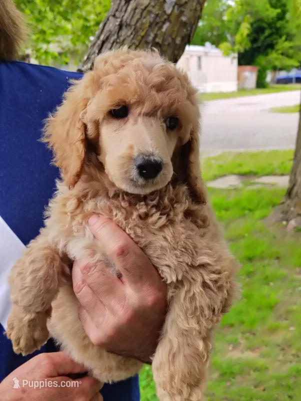 Stunning Apricot female – Poodle - Standard  puppy for sale in Webb City, MO