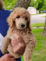 Stunning Apricot female, a female Poodle - Standard  for sale in Webb City, MO – 1 of 2