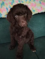 Chocolate Girl, a female Poodle - Standard  for sale in Webb City, MO – 1 of 2