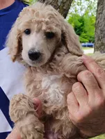 Handsome Cafe au Lait Male, a female Poodle - Standard  for sale in Webb City, MO – 2 of 2