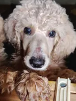 Handsome light  iced coffee , a female Poodle - Standard  for sale in Webb City, MO – 2 of 2