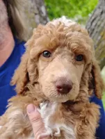 Red Standard Poodle with green eyes , a female Poodle - Standard  for sale in Webb City, MO – 1 of 2