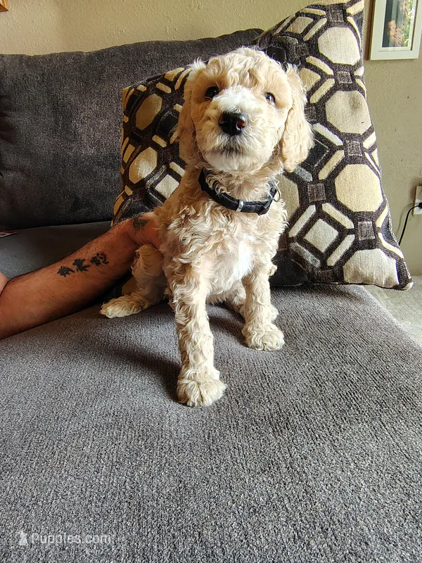 Cafe au Late Standard poodle  – Poodle - Standard  puppy for sale in Webb City, MO