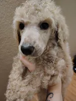 Cafe au Lait Standard poodle , a male Poodle - Standard  for sale in Webb City, MO – 2 of 2