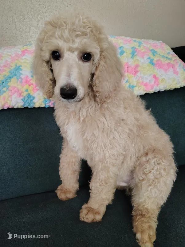 Handsome light  iced coffee  – Poodle - Standard  puppy for sale in Webb City, MO
