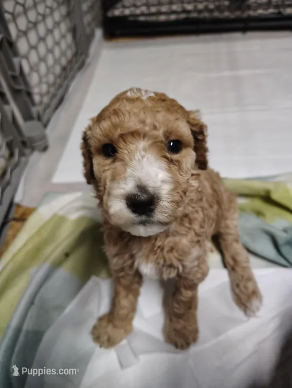 Red Standard Poodle  – Poodle - Standard  puppy for sale in Webb City, MO