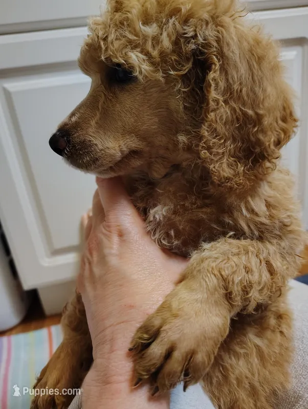 Red Standard Poodle  – Poodle - Standard  puppy for sale in Webb City, MO