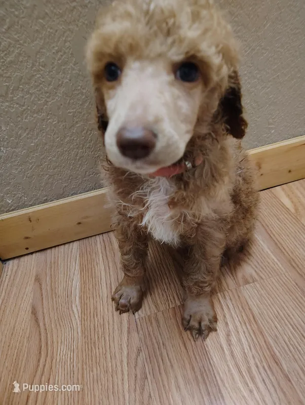 Apricot Poodle – Poodle - Standard  puppy for sale in Webb City, MO