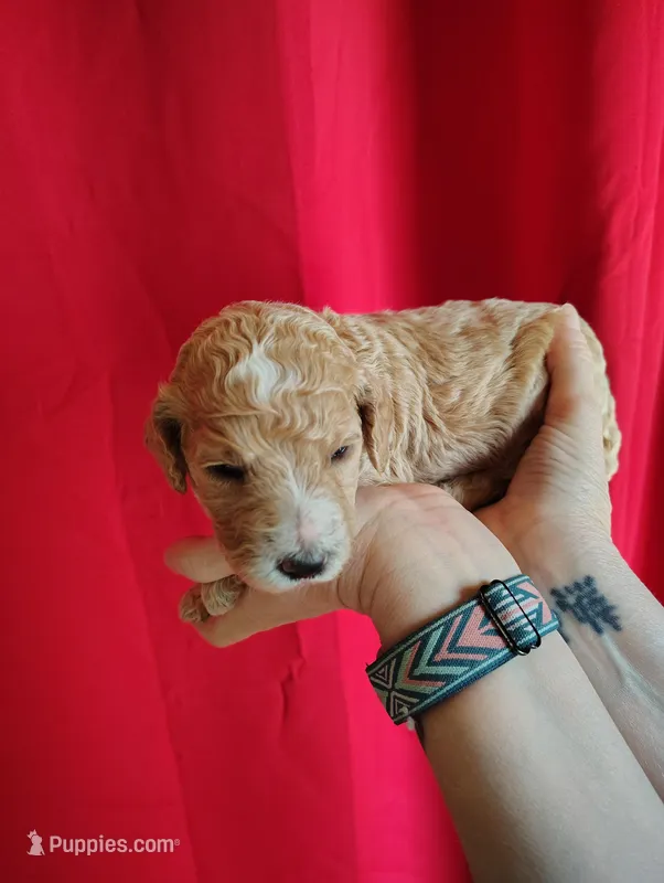 Apricot Poodle – Poodle - Standard  puppy for sale in Webb City, MO