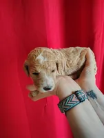 Apricot Poodle, a female Poodle - Standard  for sale in Webb City, MO – Photo 1 of 3
