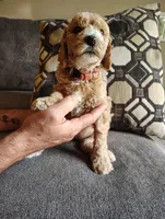 Apricot Poodle, a female Poodle - Standard  for sale in Webb City, MO – Photo 3 of 3