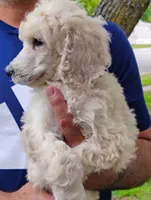 Beautiful White Standard Poodle Female, a female Poodle - Standard  for sale in Webb City, MO – 2 of 2