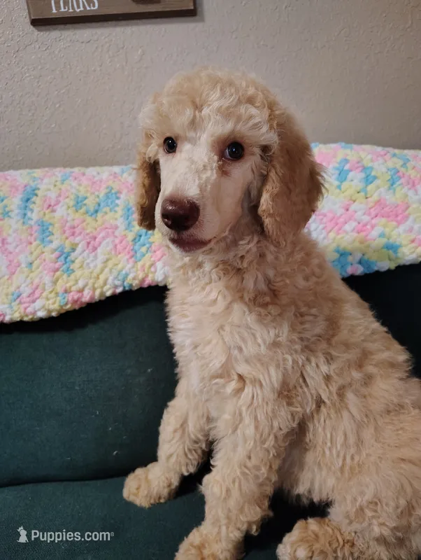 Gorgeous Light Apricot Female  – Poodle - Standard  puppy for sale in Webb City, MO