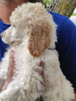 Gorgeous Cream girl with apricot ears , a female Poodle - Standard  for sale in Webb City, MO – 2 of 2